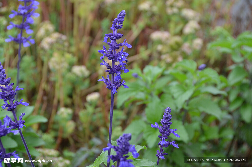 鼠尾草紫色花卉与绿叶植物景观
