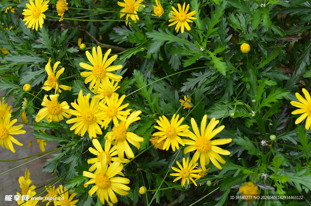 金黄灿烂的野外小菊花