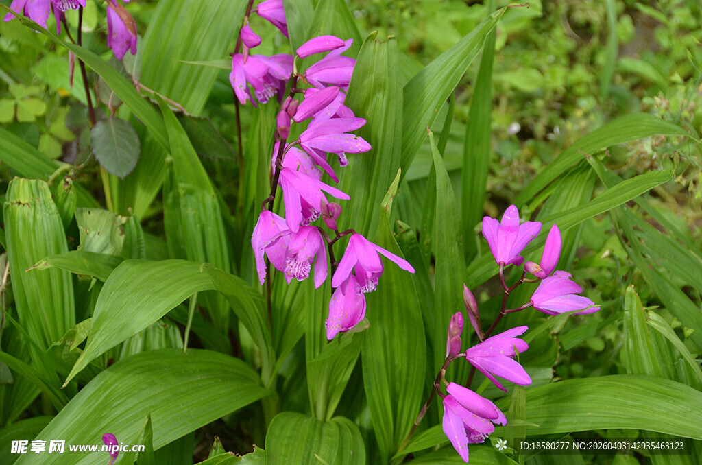 紫色白芨花绽放于绿叶间