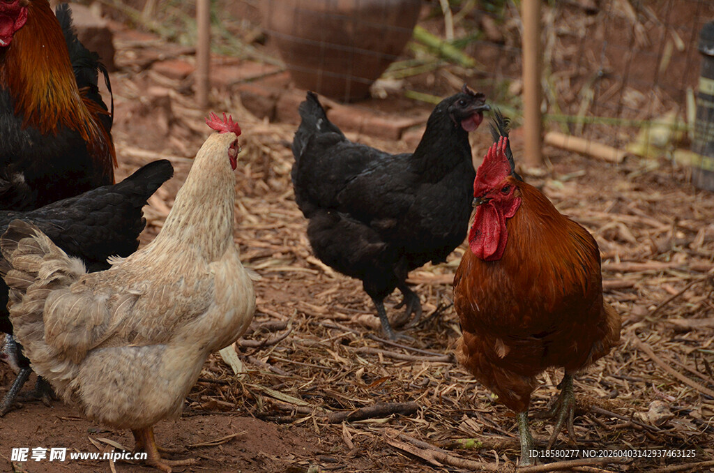 农家院里的一群鸡