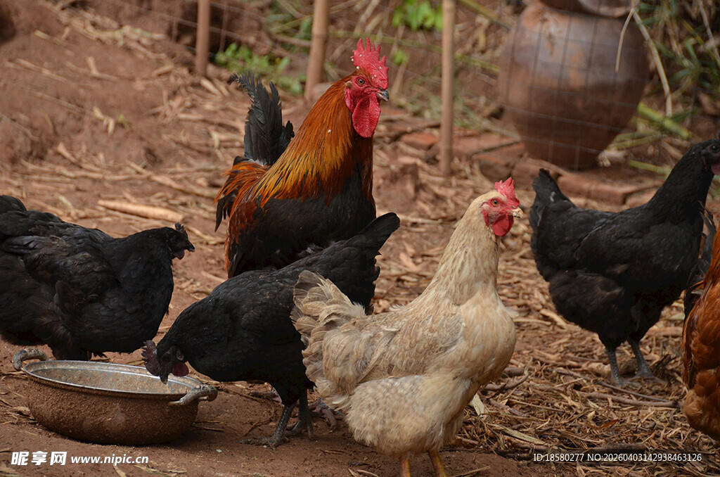 农家小院里的多彩鸡群