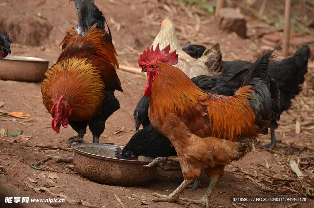 庭院中觅食的多彩鸡群