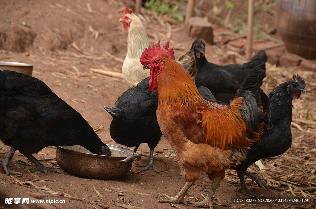 农家小院里觅食的多彩鸡群