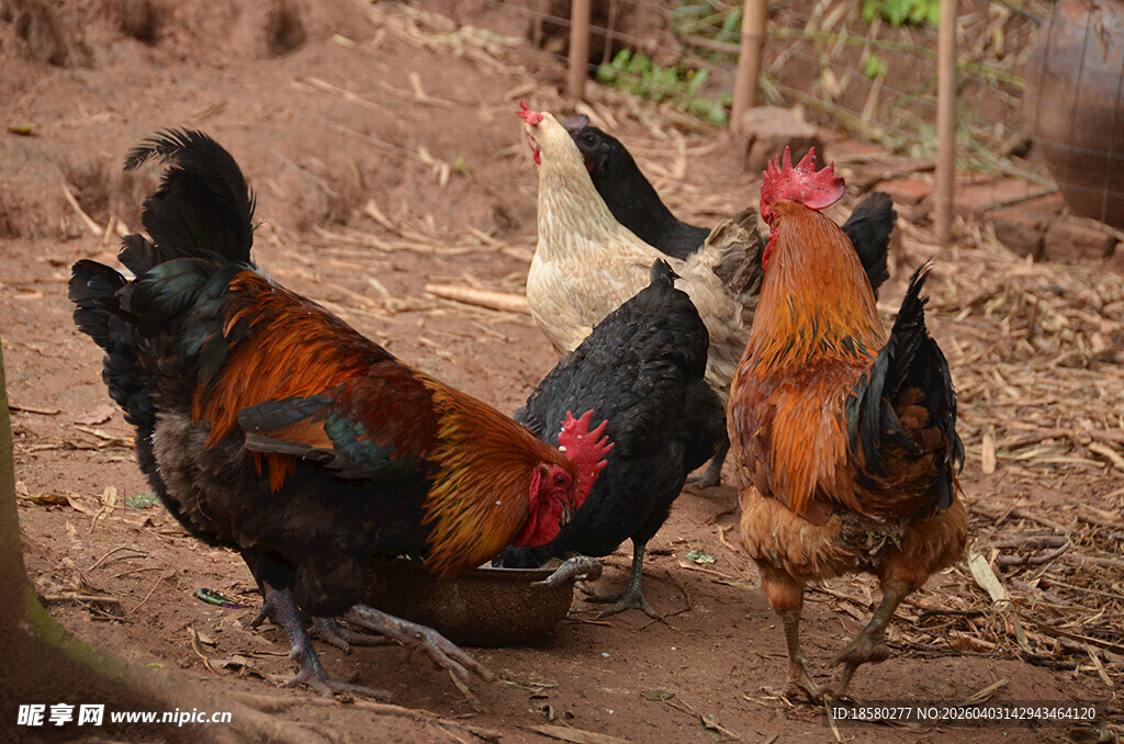 庭院中觅食的多彩公鸡