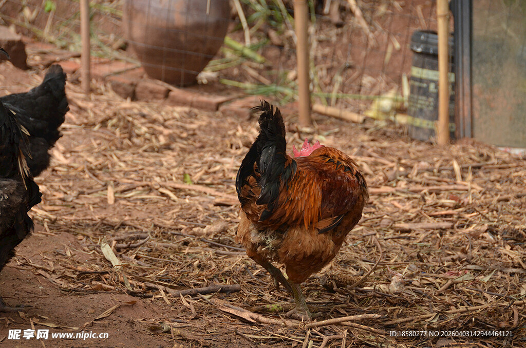 庭院中漫步的多彩鸡群