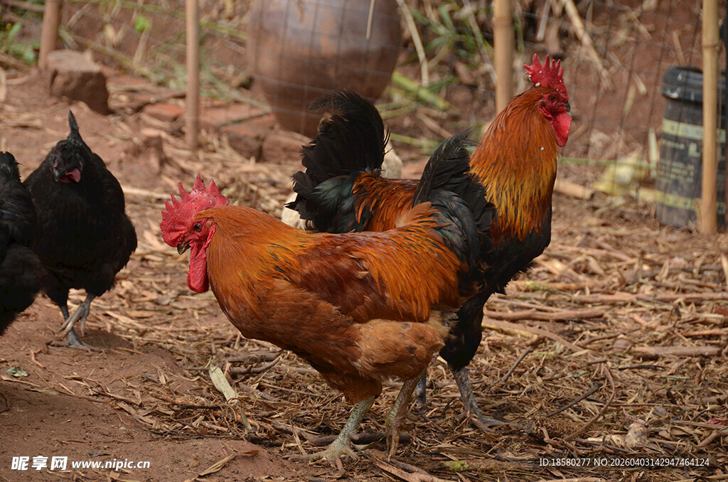 田园中漫步的多彩公鸡