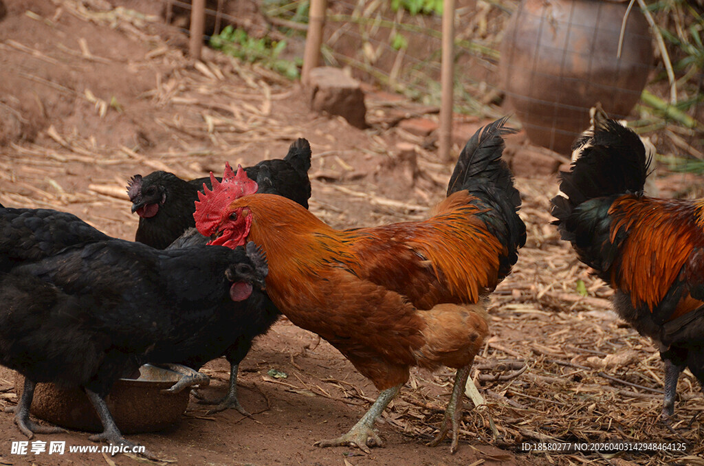鸡群在泥土地上觅食