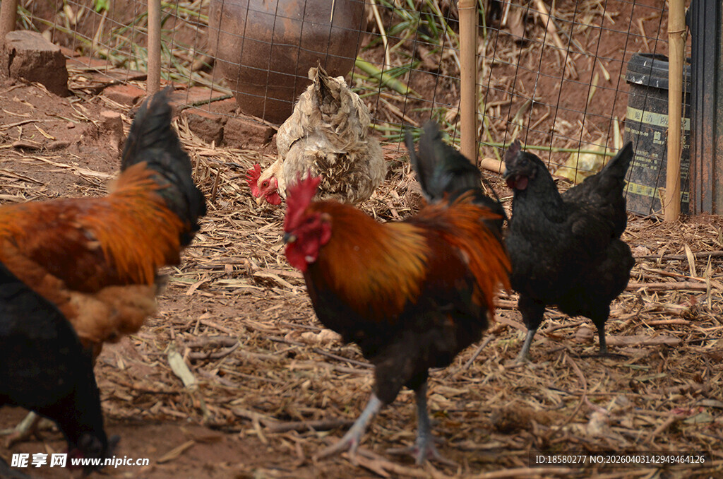 鸡群于泥地活动场景