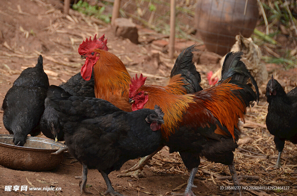 鸡群在泥土地上觅食