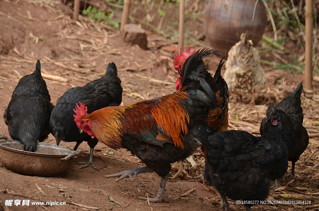 庭院中觅食的多彩鸡群