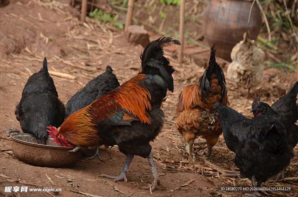 鸡群于泥地觅食场景