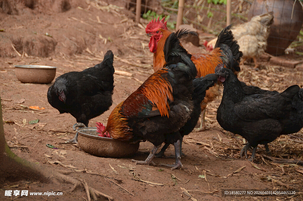 庭院中觅食的几只鸡