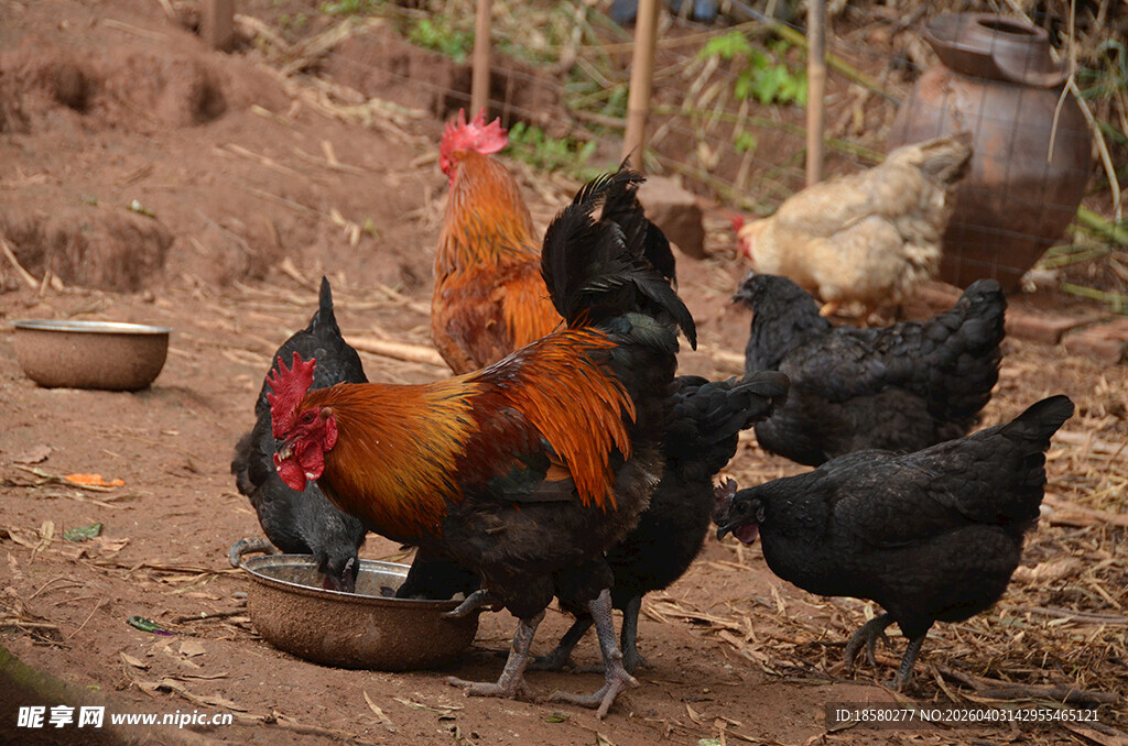 庭院中觅食的多彩鸡群