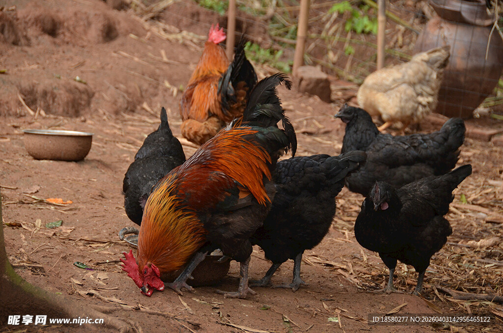 庭院中觅食的多彩鸡群