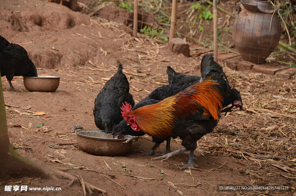 一群鸡在泥土地觅食
