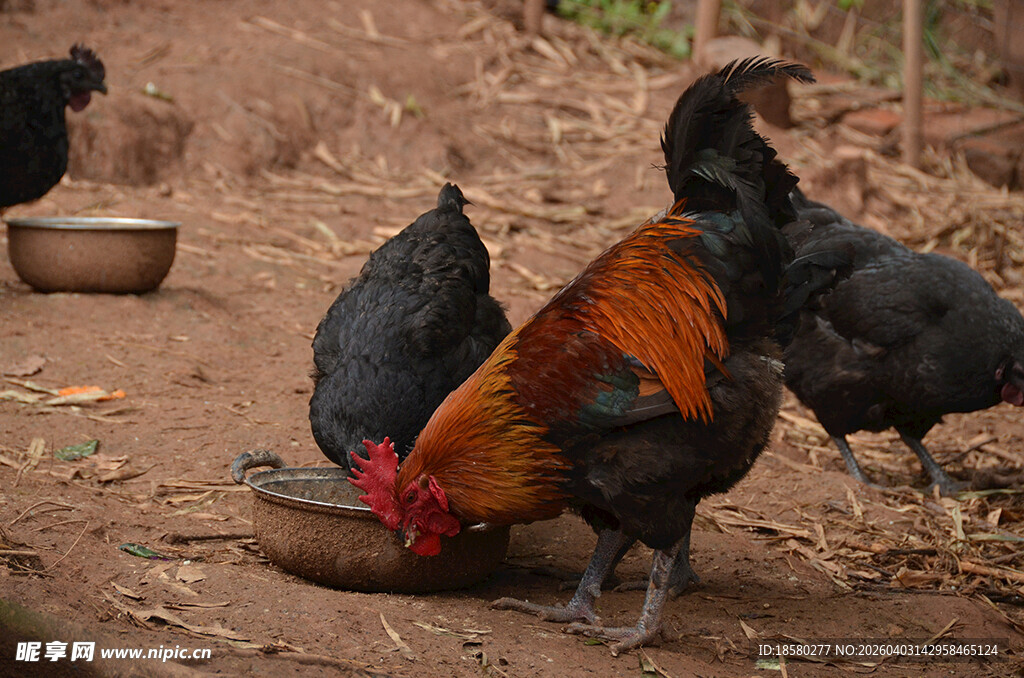 公鸡觅食场景