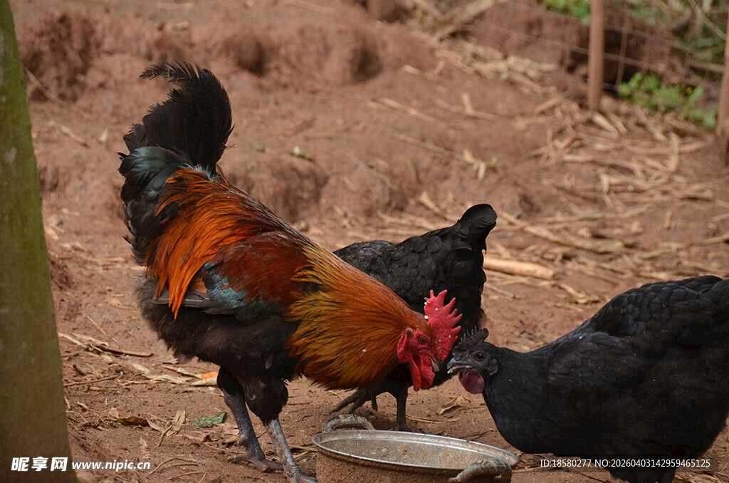公鸡母鸡于食盆处进食