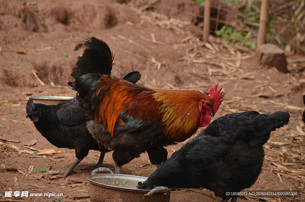 庭院中觅食的多彩鸡群
