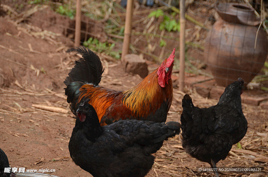 庭院中昂首的多彩公鸡