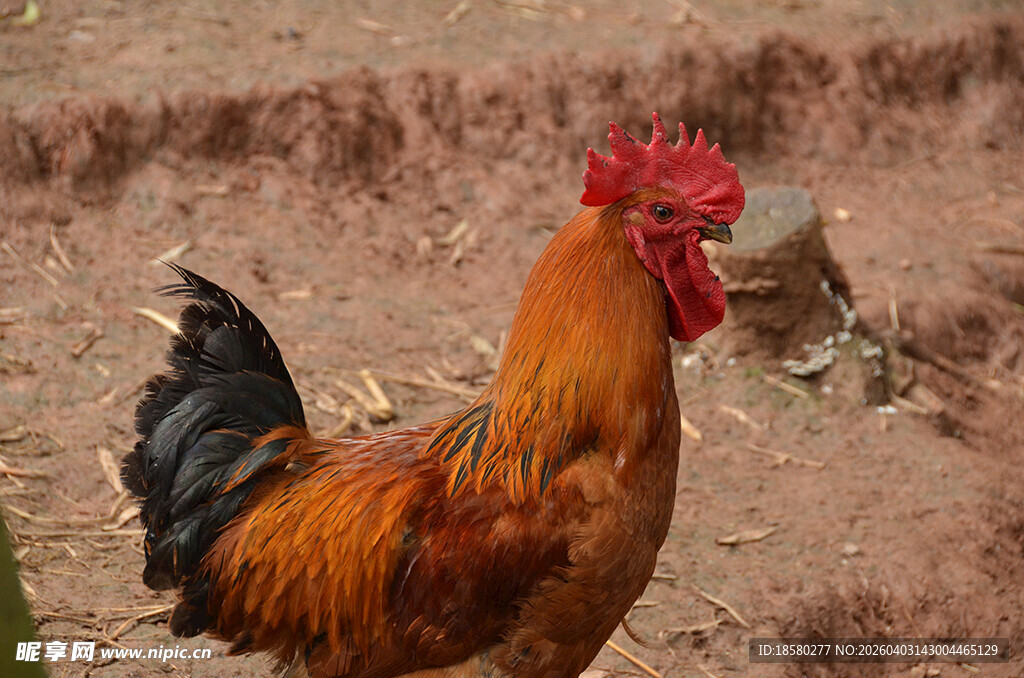 昂首挺立的红公鸡