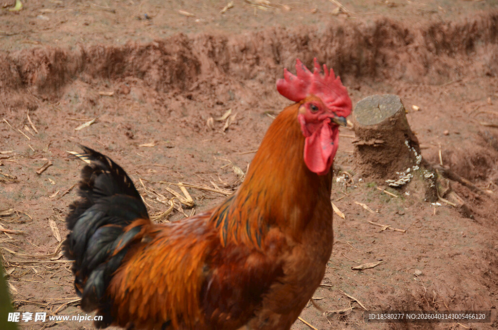 昂首挺立的红冠大公鸡