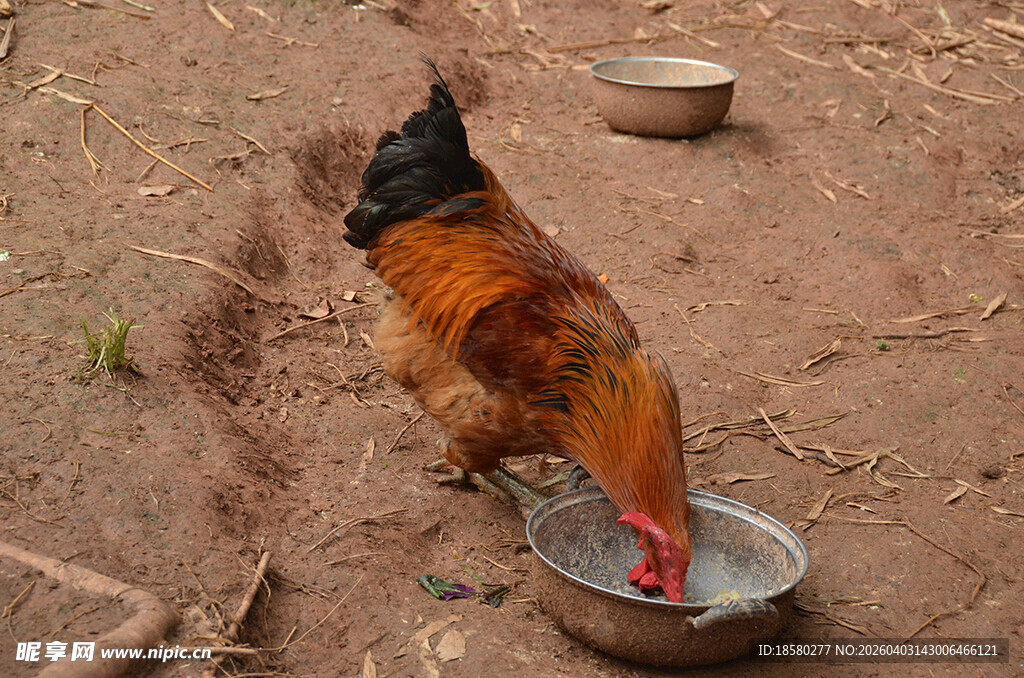 公鸡低头进食小盆食物