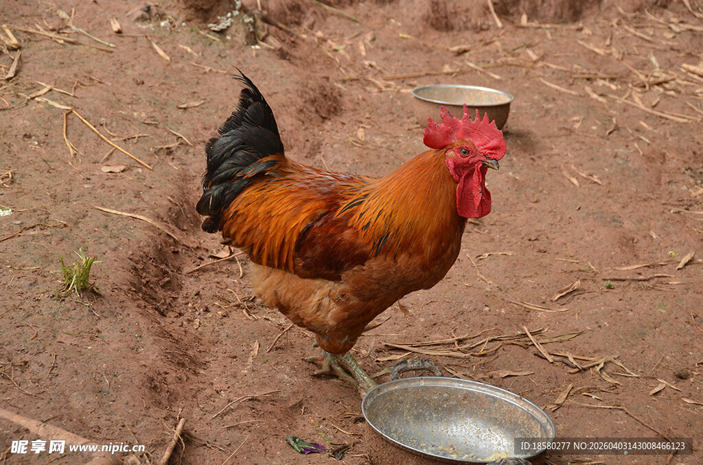 庭院中站立的红冠大公鸡