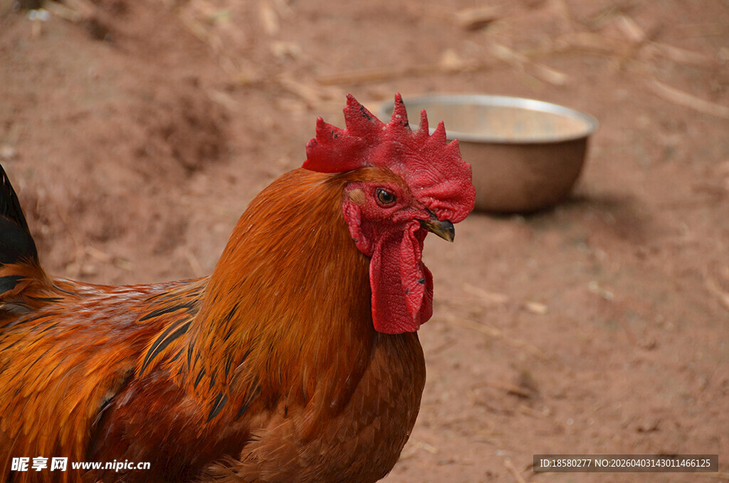 昂首挺立的红公鸡