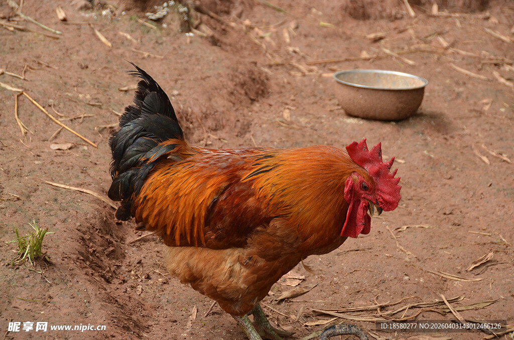 庭院中踱步的艳丽公鸡