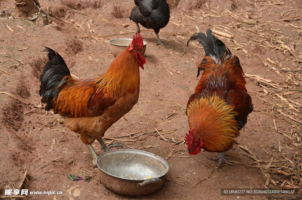 庭院中觅食的几只公鸡