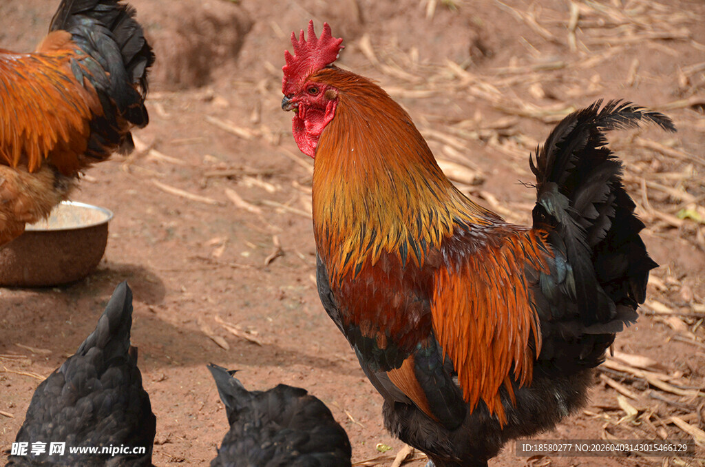 多彩公鸡与群鸡共处画面