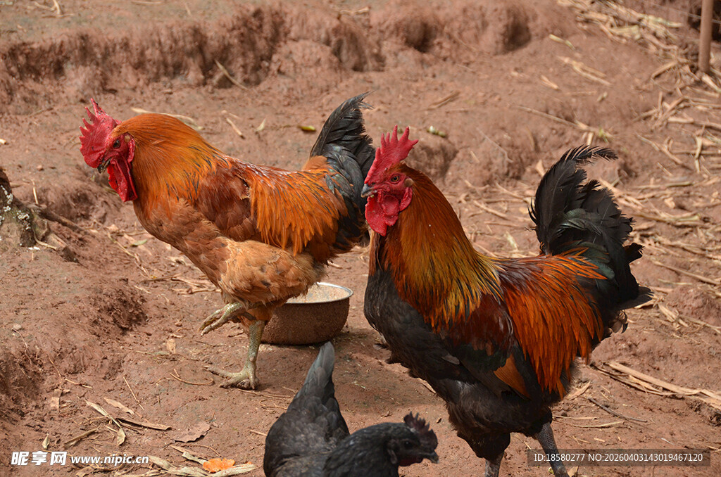 田园中漫步的多彩公鸡