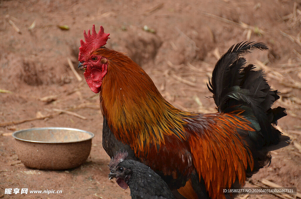 威武公鸡立于质朴场景