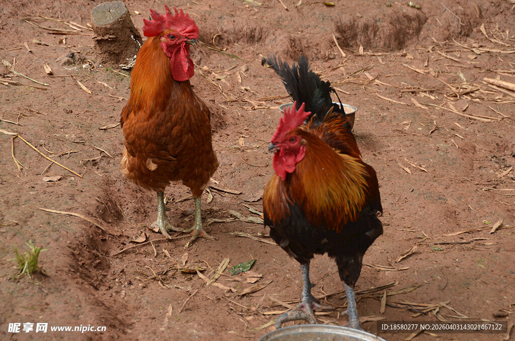 两只雄鸡立于泥土地上