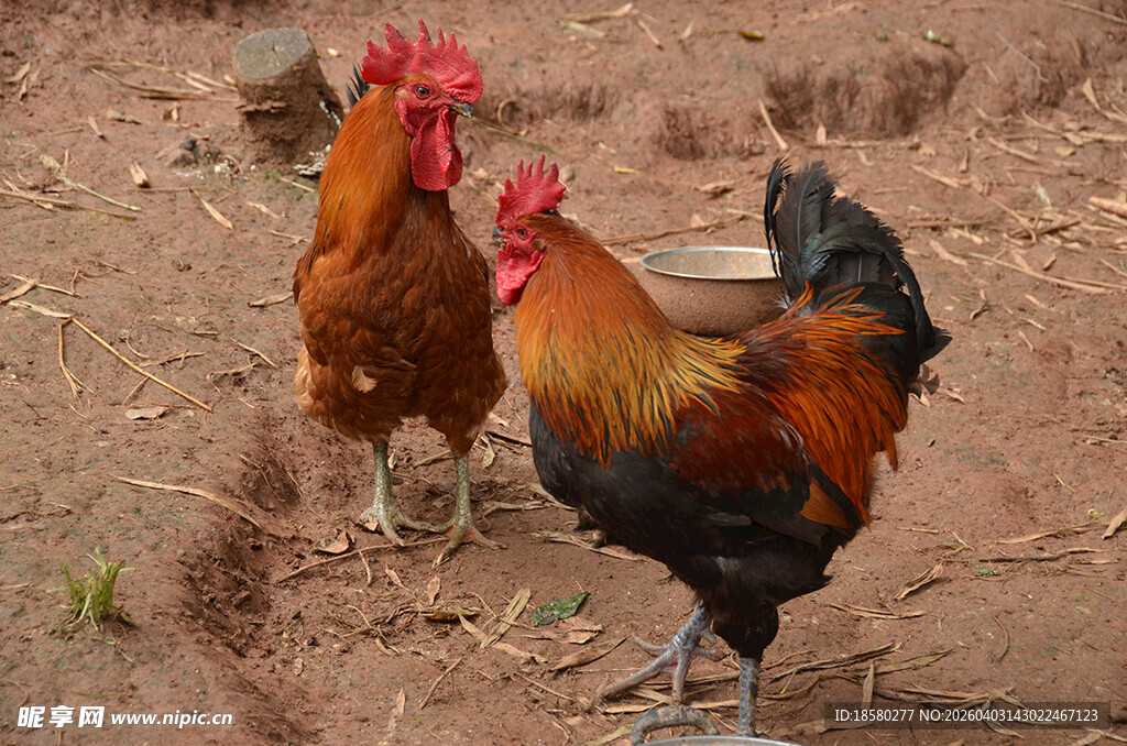田园中站立的几只公鸡