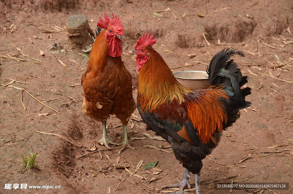 两只雄鸡立于泥土之上