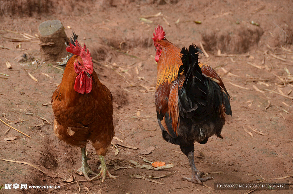 两只雄鸡立于泥土地上