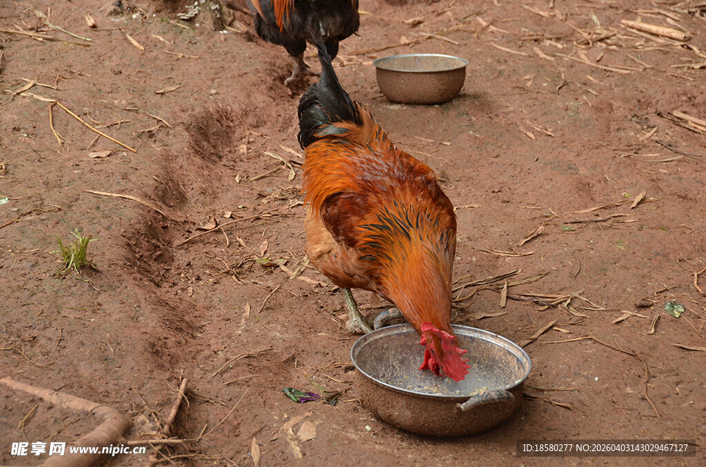 公鸡低头进食的乡村场景