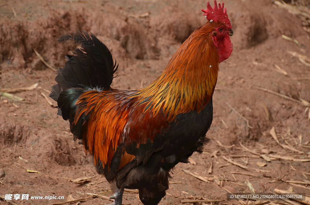 昂首挺立的五彩大公鸡