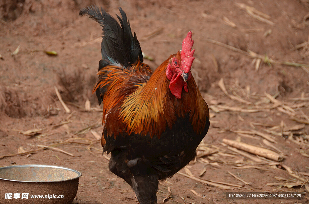 昂首挺立的公鸡