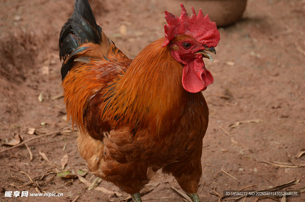 昂首挺立的红公鸡