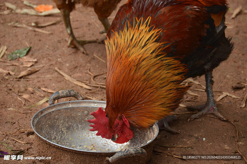 公鸡低头啄食金属盘食物