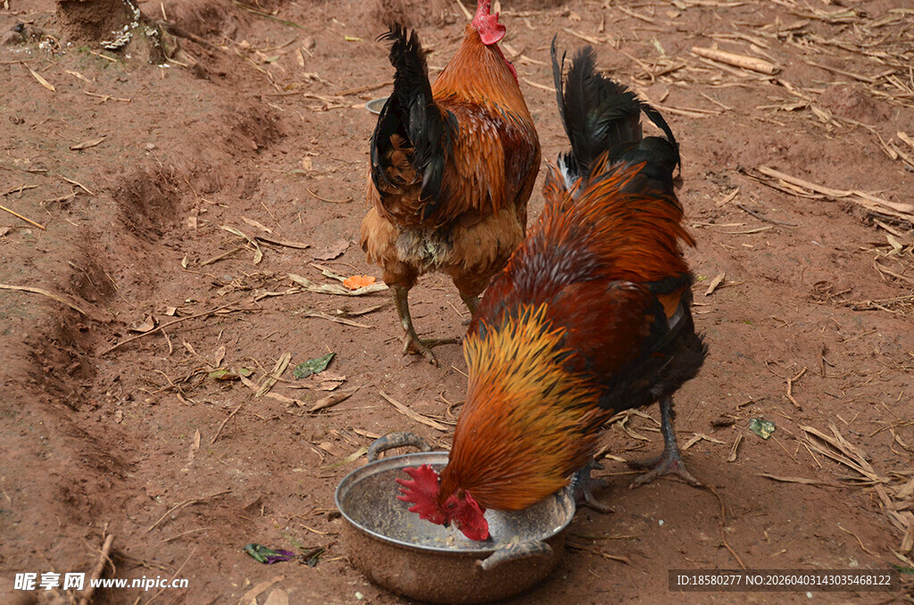公鸡群争抢进食