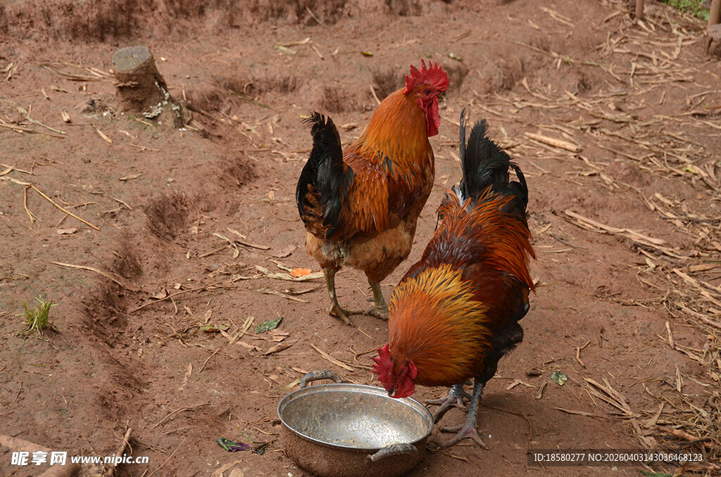三只公鸡在进食