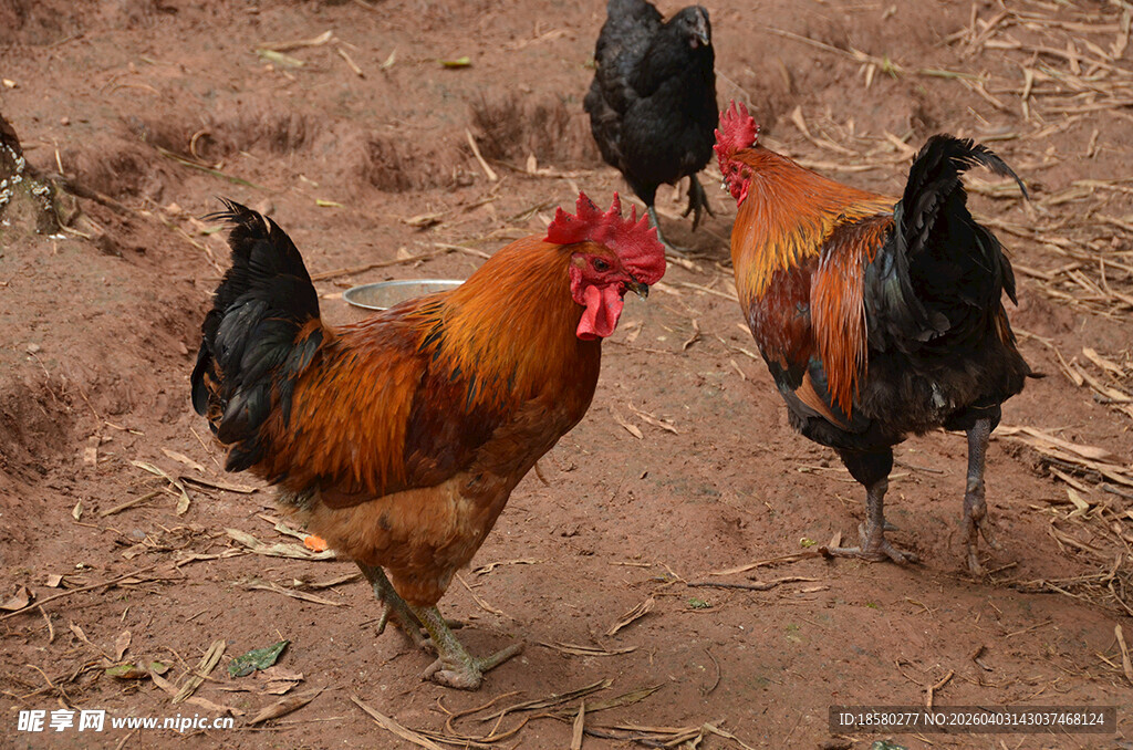 田园中漫步的几只公鸡