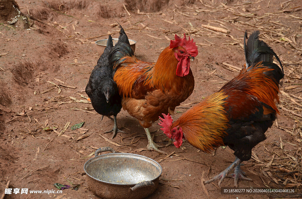 三只公鸡在进食