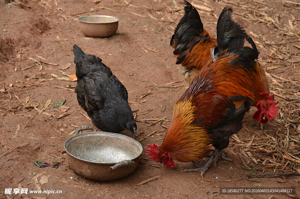 鸡群在地面啄食金属盆食物