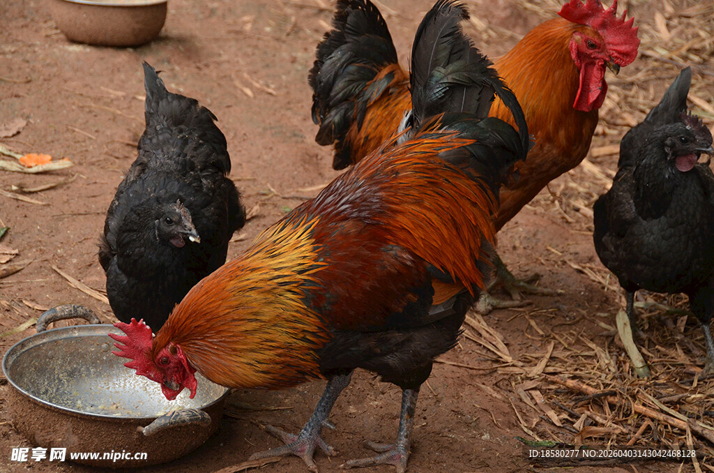 公鸡母鸡在盆边饮水