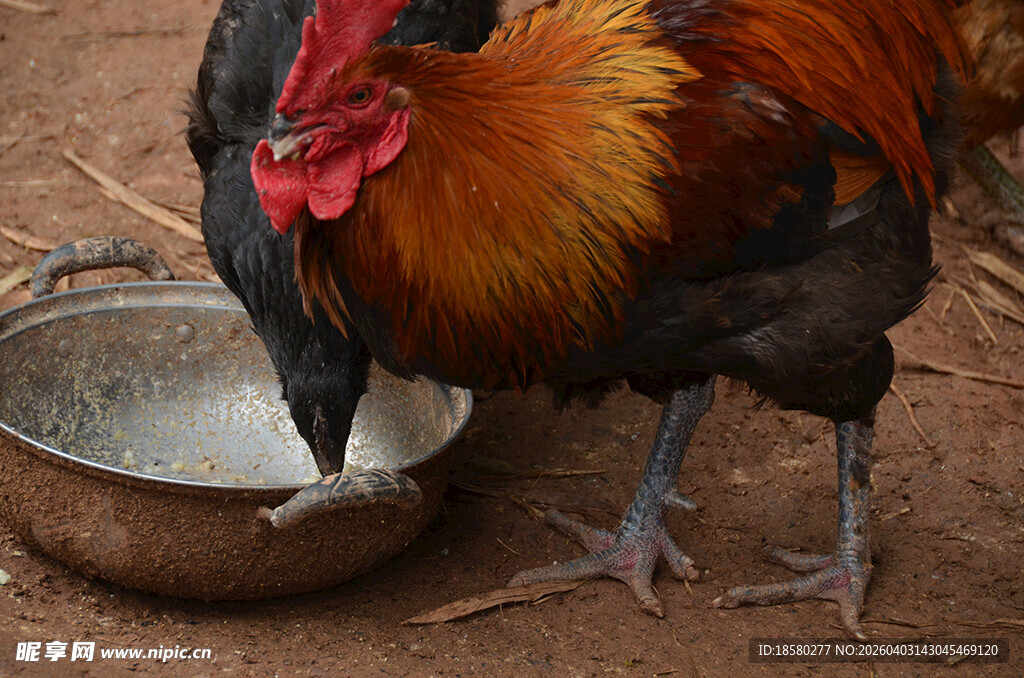 公鸡低头啄食金属盆中物