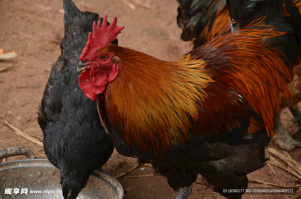 色彩绚丽的公鸡